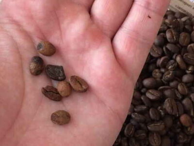 Робота - Сортування Кави на Дому