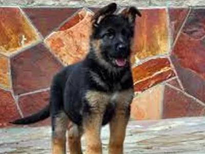 Віддам цуценя німецької вівчарки у гарні руки, Полтава